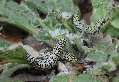 Brèche (La) Shargacucullia verbasci (Linnaeus, 1758)