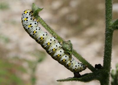 Brèche (La) Shargacucullia verbasci (Linnaeus, 1758)