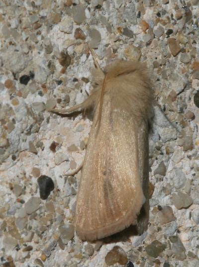 Noctuelle veineuse (La) Simyra albovenosa (Goeze, 1781)