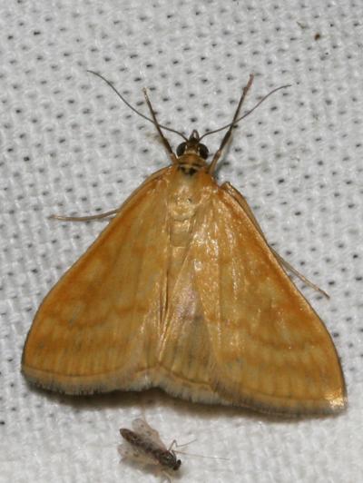  Sitochroa verticalis (Linnaeus, 1758)