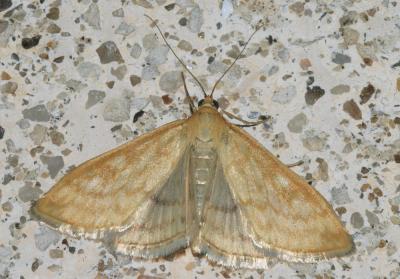  Sitochroa verticalis (Linnaeus, 1758)