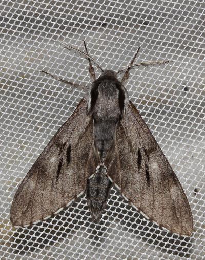 Sphinx mauresque Sphinx maurorum (Jordan, 1931)