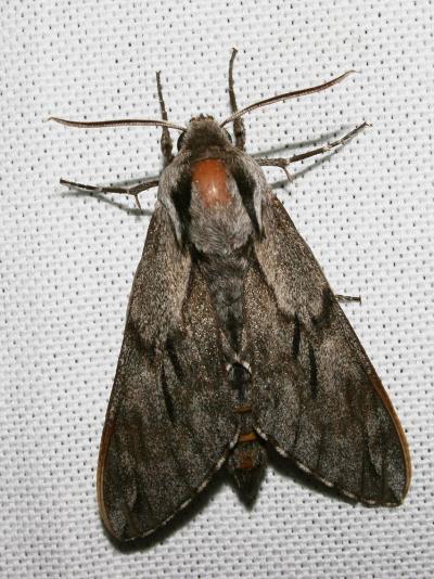  Sphinx pinastri Linnaeus, 1758