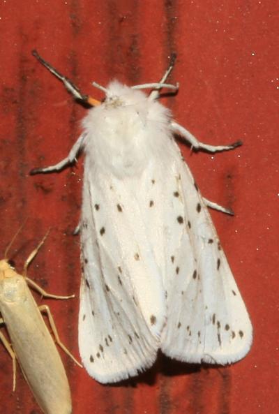 Ecaille tigrée (L') Spilosoma lubricipeda (Linnaeus, 1758)