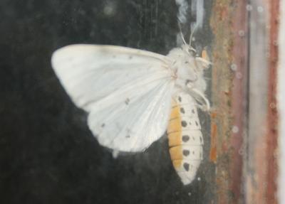Ecaille tigrée (L') Spilosoma lubricipeda (Linnaeus, 1758)