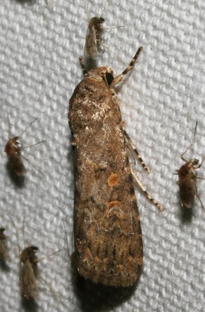 Noctuelle exiguë (La) Spodoptera exigua (Hübner, 1808)