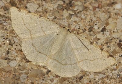 Stéganie du peuplier (La) Stegania trimaculata (Villers, 1789)