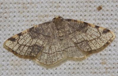 Stéganie du peuplier (La) Stegania trimaculata (Villers, 1789)