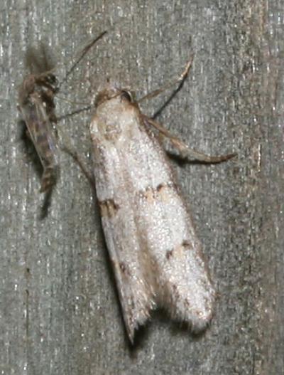  Symmocoides oxybiella (Millière, 1872)