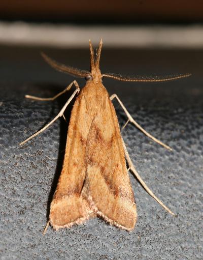  Synaphe punctalis (Fabricius, 1775)