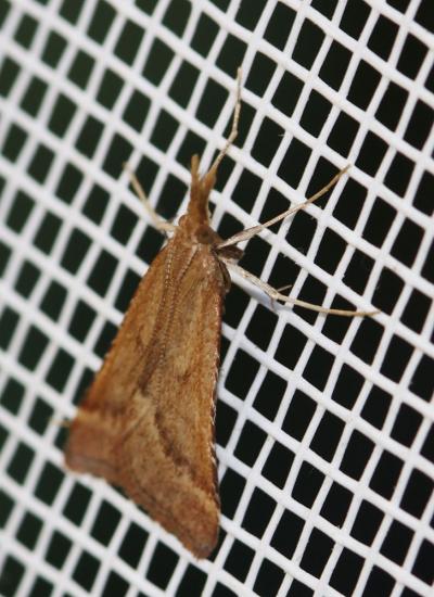  Synaphe punctalis (Fabricius, 1775)