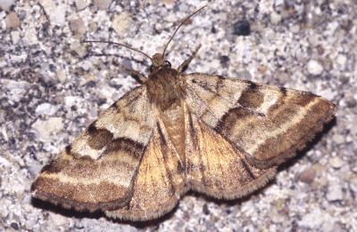 Noctuelle du Dartrier (La) Synthymia fixa (Fabricius, 1787)