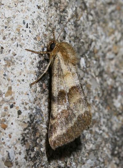Noctuelle du Dartrier (La) Synthymia fixa (Fabricius, 1787)