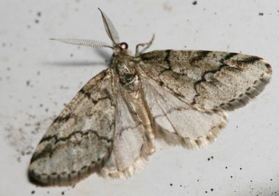  Tephronia codetaria (Oberthür, 1881)