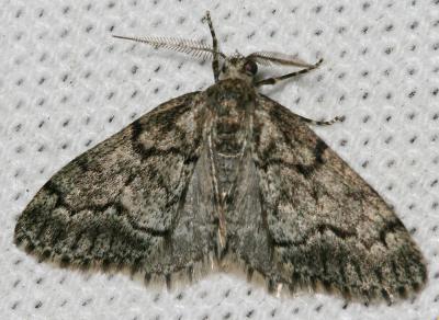 Gymnospile commune (La), Gymnospile crème (La) Tephronia sepiaria (Hufnagel, 1767)