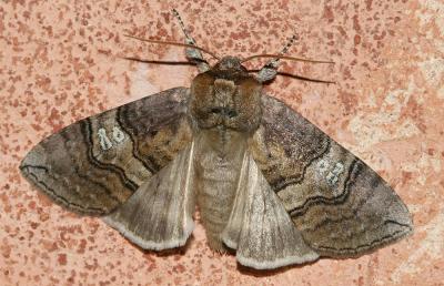 Octogésime (L') Tethea ocularis (Linnaeus, 1767)
