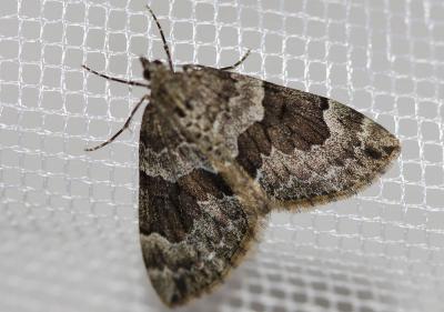 Corythée anglaise Thera britannica (Turner, 1925)