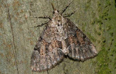 Corythée anglaise Thera britannica (Turner, 1925)