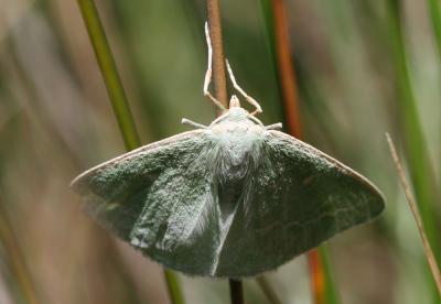 Emeraude (L') Thetidia smaragdaria (Fabricius, 1787)