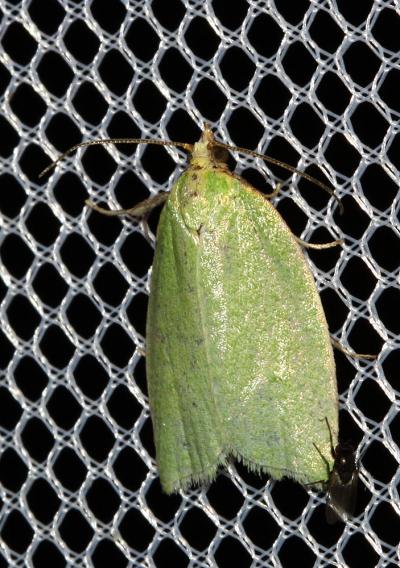  Tortrix viridana (Linnaeus, 1758)