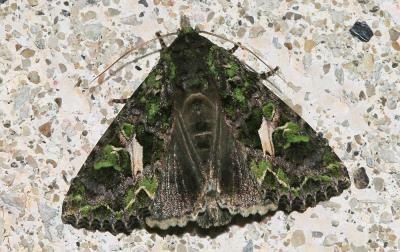 Noctuelle de l'Arroche (La) Trachea atriplicis (Linnaeus, 1758)