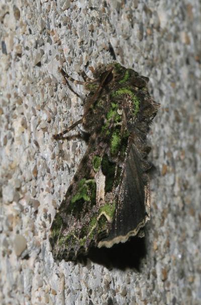 Noctuelle de l'Arroche (La) Trachea atriplicis (Linnaeus, 1758)