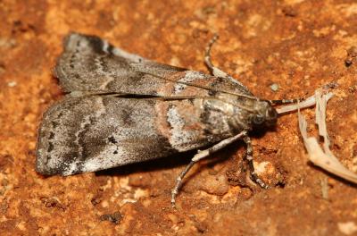  Acrobasis legatea (Haworth, 1811)