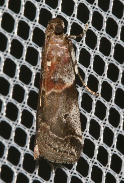  Acrobasis suavella (Zincken, 1818)