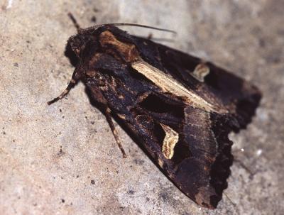 Noctuelle embrasée (La) Trigonophora flammea (Esper, 1785)