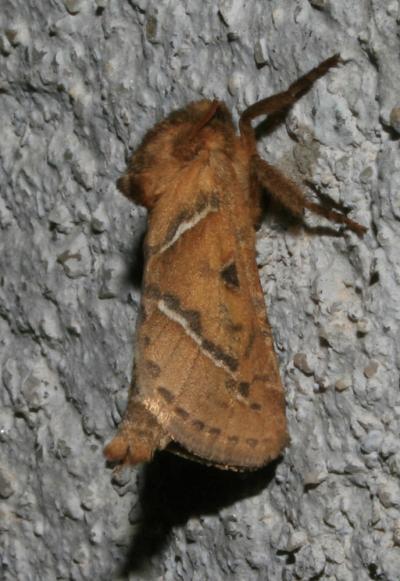 Sylvine (La) Triodia sylvina (Linnaeus, 1760)