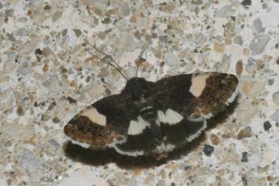 Noctuelle en deuil (La) Tyta luctuosa (Denis & Schiffermüller, 1775)