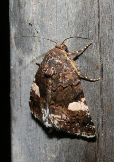 Noctuelle en deuil (La) Tyta luctuosa (Denis & Schiffermüller, 1775)
