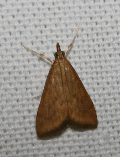  Udea ferrugalis (Hübner, 1796)