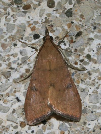  Uresiphita gilvata (Fabricius, 1794)