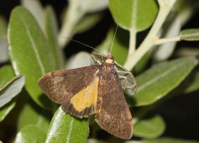  Uresiphita gilvata (Fabricius, 1794)