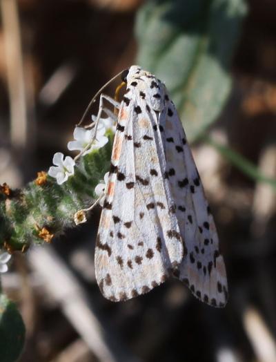 Gentille (La), Ecaille du Myosotis (L') Utetheisa pulchella (Linnaeus, 1758)