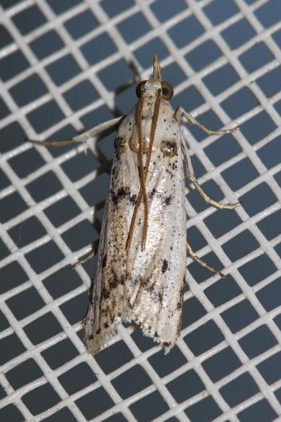  Valdovecaria hispanicella (Herrich-Schäffer, 1855)