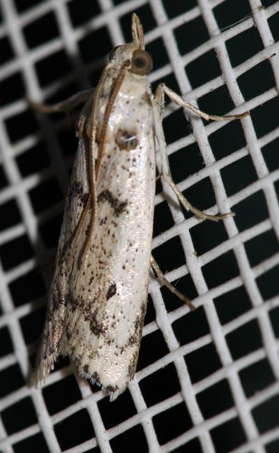  Valdovecaria hispanicella (Herrich-Schäffer, 1855)