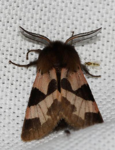 Ecaille chaste (L'), Ecaille saumon (L') Watsonarctia deserta (Bartel, 1902)
