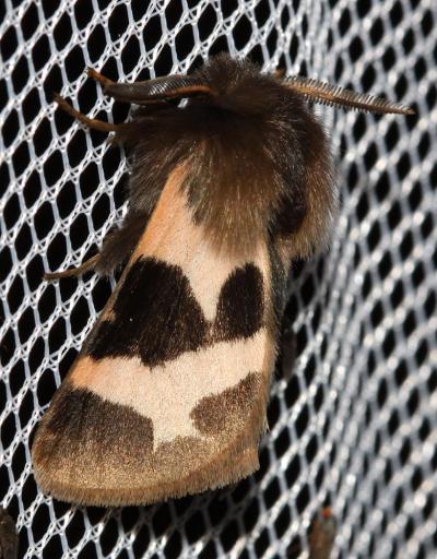 Ecaille chaste (L'), Ecaille saumon (L') Watsonarctia deserta (Bartel, 1902)