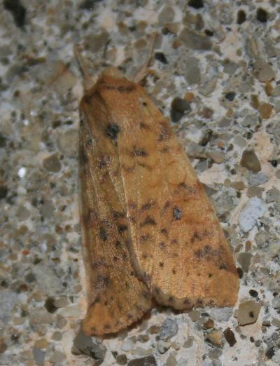 Xanthie cendrée (La) Xanthia gilvago (Denis & Schiffermüller, 1775)