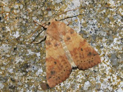Xanthie cendrée (La) Xanthia gilvago (Denis & Schiffermüller, 1775)