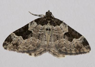 Incertaine (L'), Phalène ondée (La) Xanthorhoe fluctuata (Linnaeus, 1758)