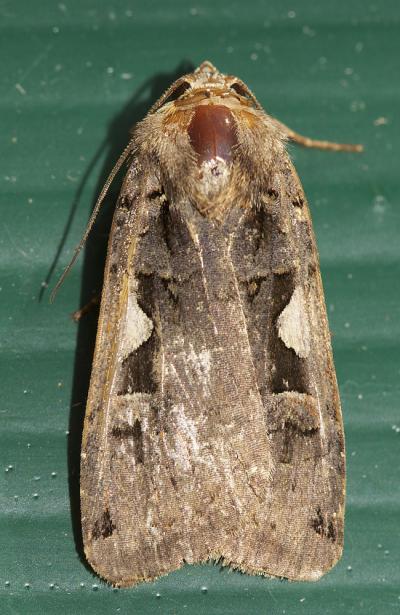 C-noir (Le) Xestia c-nigrum (Linnaeus, 1758)