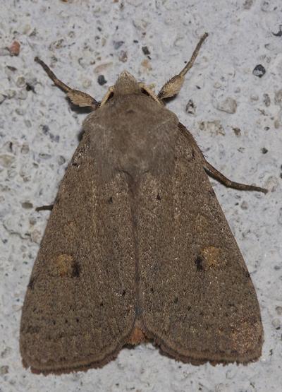 Noctuelle négligée (La) Xestia castanea (Esper, 1798)