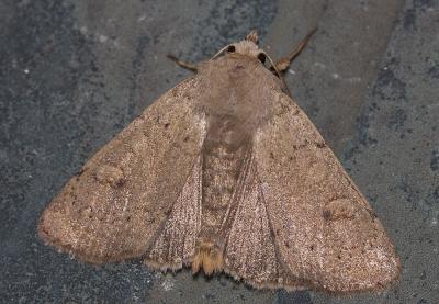 Noctuelle négligée (La) Xestia castanea (Esper, 1798)