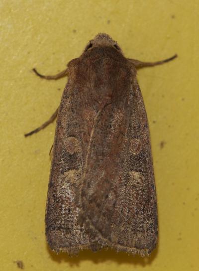 Trimaculée (La) Xestia xanthographa (Denis & Schiffermüller, 1775)