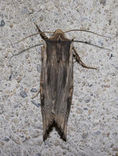 Bois-sec (Le) Xylena exsoleta (Linnaeus, 1758)