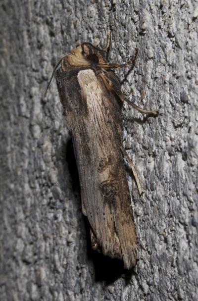 Bois-sec (Le) Xylena exsoleta (Linnaeus, 1758)