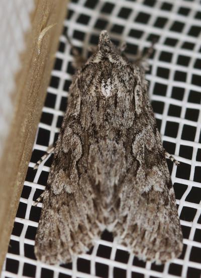 Noctuelle areolée (La) Xylocampa areola (Esper, 1789)